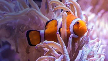 Clown Anemonefish