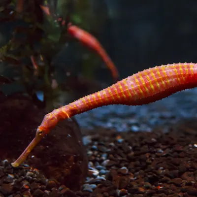 Seahorse Kingdom