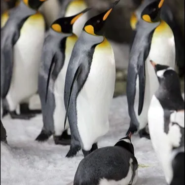 Penguin