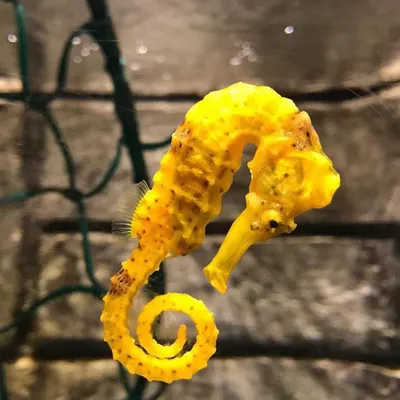 Yellow Seahorse