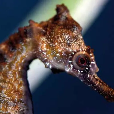 Bigbelly Seahorse 572X289